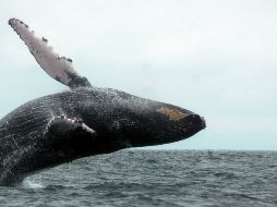 Turismo promocionará la temporada de avistamiento de ballenas como una actividad ecoturística. EFE  /