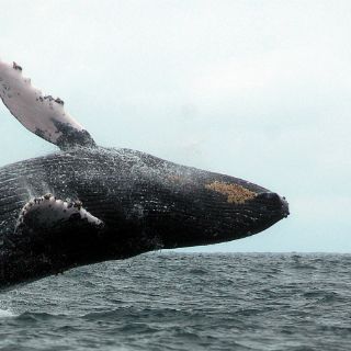 Inicia la temporada de observación de ballenas jorobadas en aguas dominicanas