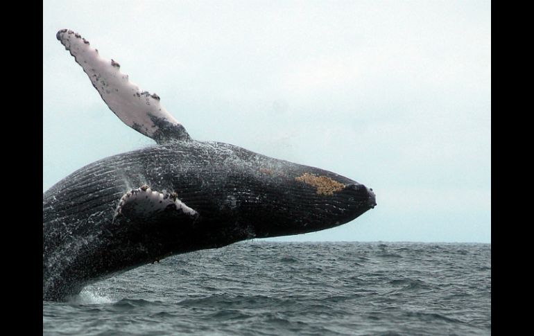 Turismo promocionará la temporada de avistamiento de ballenas como una actividad ecoturística. EFE  /