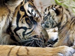 El tigre ocupa un importante lugar en la cultura india, en la que simboliza la belleza, el poder y la ferocidad. ARCHIVO  /