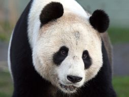 La pareja de pandas será admirada en algún zoológico francés. AP  /