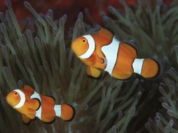 Los más afectados fueron el pez payaso y la doncella amarilla. EFE  /