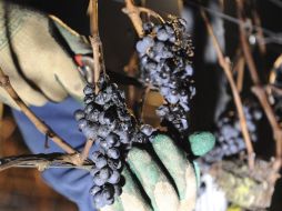 Son vides asentadas en una zona de gran amplitud térmica, escasas precipitaciones, sol intenso y azotada por vientos. EFE  /