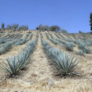 Regular término 'agave' afectaría mercado de bebidas