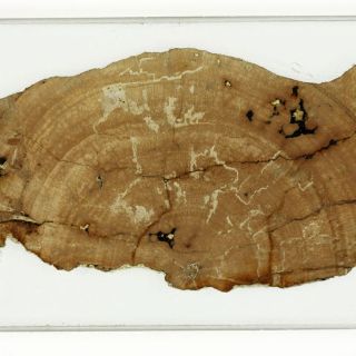 Descubren en un armario fósiles ''perdidos'' de Charles Darwin