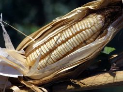 El maíz, originario de América, ya se consumía en forma de palomitas hace más de seis mil años. ARCHIVO  /