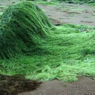 Investigan algas como posible fuente para biocombustibles