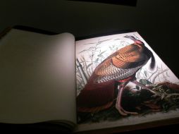 Detalle de una página de la primera edición del libro ilustrado ''Pájaros de América'', del naturalista John James Audubon. EFE  /