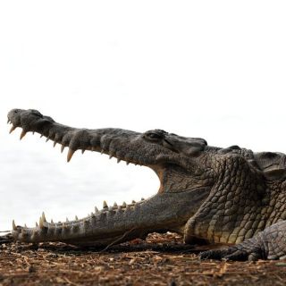 Un cocodrilo devora a una niña de diez años en Indonesia