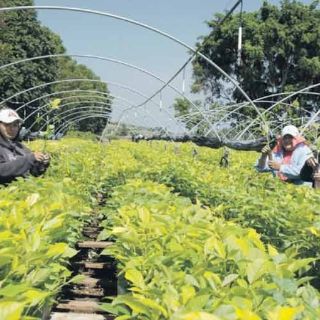 Silvicultura, opción de negocio ecológico