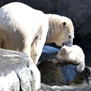 Deshielo ártico amenaza a la población de osos polares