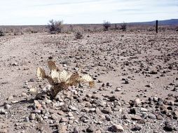 Algunas regiones del país, no han recibido lluvia desde hace más de dos años. EL UNIVERSAL  /