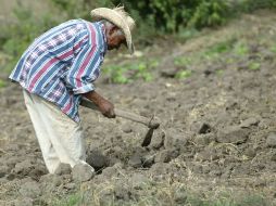 El sector agrícola es el más afectado por la sequía en Jalisco.  /