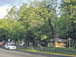 De los 600 mil árboles en el Municipio de Guadalajara, 20% se encuentra en la peor etapa de infestación.  /