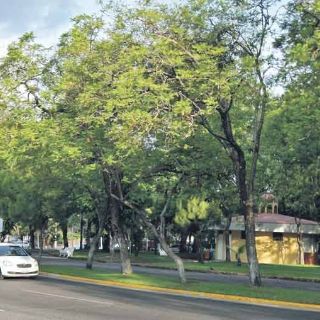 Afecta plaga 70% de los árboles en Guadalajara