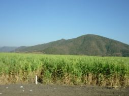 La caña de azúcar es un cultivo de gran importancia socioeconómica en nuestro país.  /