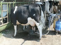 La ganadería figura entre las actividades primarias que produjeron mayor crecimiento económico. ARCHIVO  /