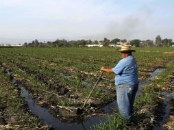 Será antes del mes de marzo cuando se entreguen estos apoyos a los productores del campo. ARCHIVO  /