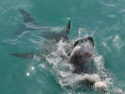 El animal provocó pánico entre los concursantes y bañistas de la zona. EFE  /
