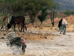 Sólo han reportado 38 mil hectáreas como dictaminadas con daños por sequía. ARCHIVO  /