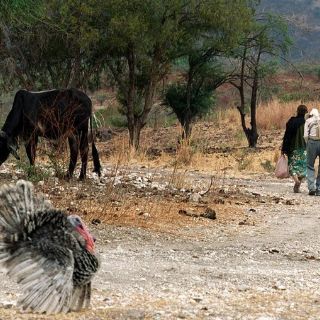 Sagarpa entregó 92 MDP en municipios con siniestros