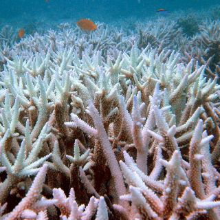 Buscan preservar el  futuro de la Gran Barrera de Coral