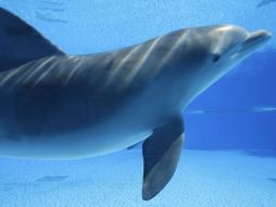 El estudio fue desarrollado a lo largo de siete meses entre 2008 y 2009 en un parque de animales francés. ARCHIVO  /