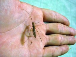 Durante el 2009, Jalisco vivió la peor epidemia de dengue en su historia. ARCHIVO  /