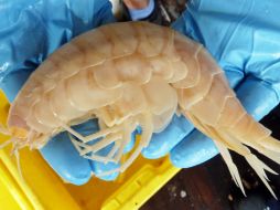 Un grupo de científicos descubrió un enorme crustáceo de 28 centímetros. AFP  /