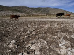 En abril y mayo en La Laguana y en la zona semidesierto, son temperaturas arriba de 40 grados. EFE  /