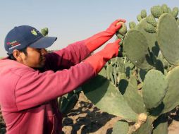 Las exportaciones mexicanas muestran un menor dinamismo. ARCHIVO  /