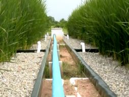 Las partes más contaminadas de los ríos suelen proliferar plantas, así como colonias de bacterias. ID  /