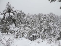 En el Norte del País podrían apreciarse paisajes nevados en las próximas horas. ARCHIVO  /
