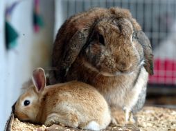 La grabación que muestra sus habilidades pastoriles fue vista más de 700 mil veces. ARCHIVO  /