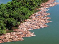 Las tala en la region amazónica fue uno de los temas más preocupantes tratados en la asamblea. ARCHIVO  /