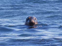 Los leones marinos son expertos nadadores en aguas profundas y ven bien incluso aunque haya poca luz. ESPECIAL  /