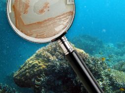 La investigación se lleva a cabo con el apoyo de los Fondos Mixtos Conacyt-Gobierno de Campeche. ID  /