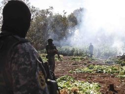 La hierba estaba sembrada en un terreno aproximado de cinco hectáreas.  /
