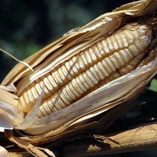 El cultivo de transgénicos crece en España mientras baja en casi toda Europa