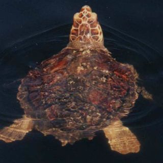 Descubren dos áreas de alimentación de tortugas bobas en Florida y Yucatán