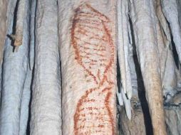 Fotografía de pinturas rupestres  que representan a focas y que podrían tener una antigüedad de al menos 42 mil años. EFE  /