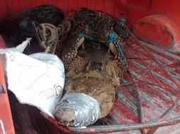 Ocho elementos de Protección Civil se encargaron de someter a 'Chuy'.  /