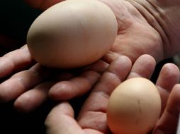 En la imagen un huevo de 245 gramos puesto por una gallina criolla en Colombia. EFE  /