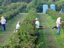 El número de hispanos que podrían votar en las elecciones ha aumentado al menos 25%. ARCHIVO  /