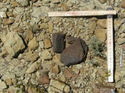 Se han registrado más de 200 huellas de dinosaurios que existieron hace 72 millones de años en uno de los sitios a proteger. ARCHIVO  /