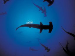 Seguir tolerando sus captura, supondrá una condena a muerte a estos caraterísticos peces del Mediterráneo. EFE  /