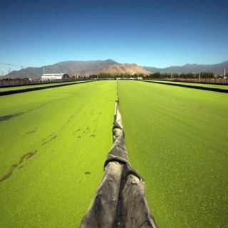 Chile cultiva plantas acuáticas para producir combustible