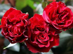 Tres rosas rojas en un cultivo en Quito. EFE  /