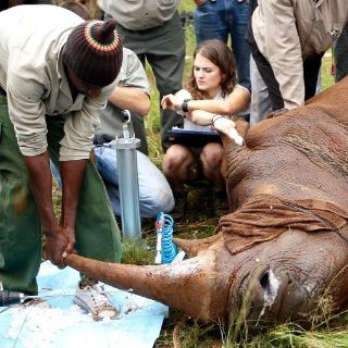 Muere rinoceronte en demostración de medida contra caza furtiva