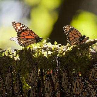 Instan a conservar ecosistema de la Mariposa Monarca